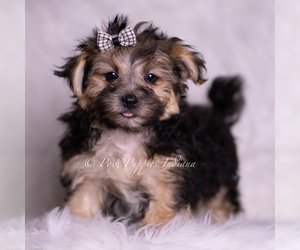 Medium Morkie