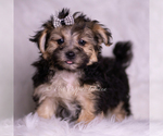 Puppy Kent Morkie