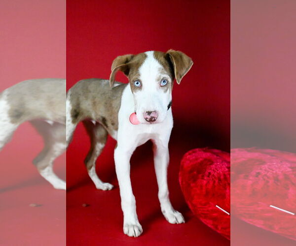 Medium Photo #2 Australian Shepherd Puppy For Sale in Wakefield, RI, USA