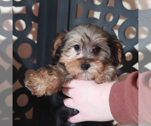 Medium Photo #4 YorkiePoo Puppy For Sale in MOUNT VERNON, OH, USA