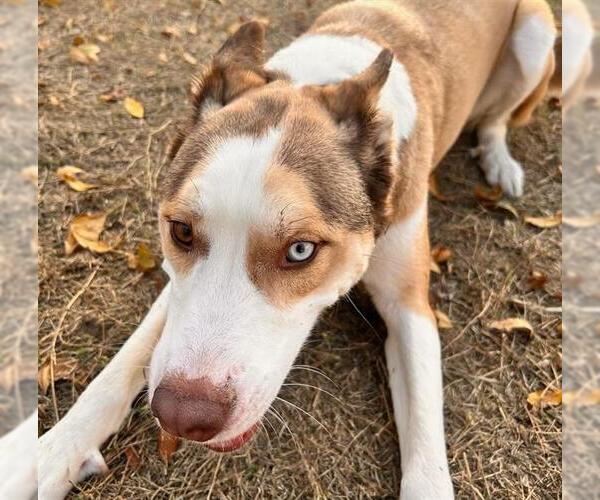 Medium Photo #1 - Mix Puppy For Sale in San Antonio, TX, USA