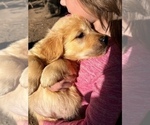 Small Photo #25 Golden Retriever Puppy For Sale in ORCHARD, NE, USA