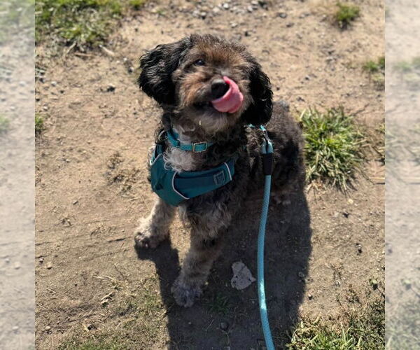 Medium Photo #4 Australian Shepherd-Unknown Mix Puppy For Sale in Muskegon, MI, USA