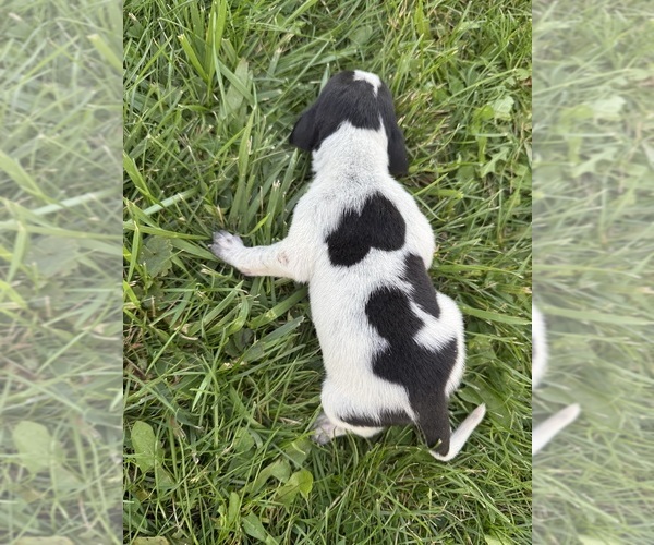 Medium Photo #11 Treeing Walker Coonhound Puppy For Sale in ZANESVILLE, OH, USA