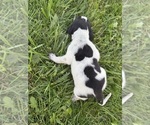 Small #10 Treeing Walker Coonhound