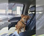 Small #2 Border Collie Mix