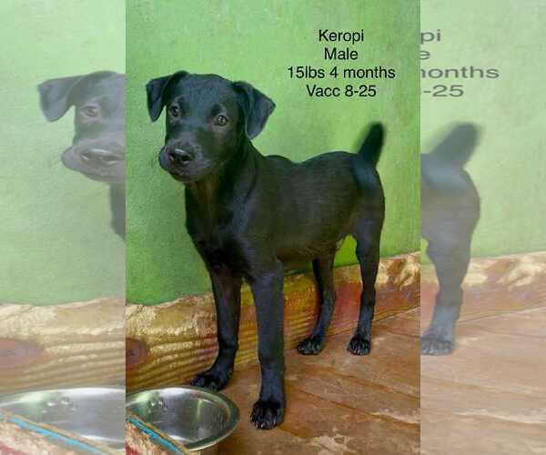 Medium Photo #7 Labrador Retriever-Unknown Mix Puppy For Sale in Virginia Beach, VA, USA