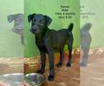 Small #6 Labrador Retriever Mix
