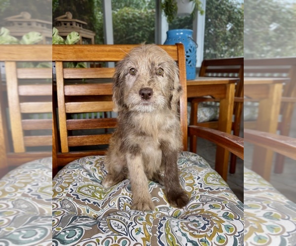 Medium Photo #2 Labradoodle Puppy For Sale in NOBLESVILLE, IN, USA