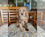 Lilly - Female Labradoodle Puppy for Sale - Photo #2
