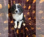 Small Photo #3 Australian Shepherd Puppy For Sale in COLORADO SPGS, CO, USA