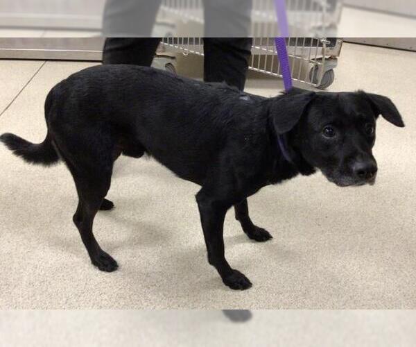 Medium Photo #1 Labrador Retriever-Unknown Mix Puppy For Sale in Riverside, CA, USA