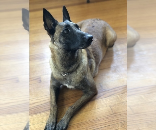 View Ad: Belgian Malinois Puppy for Sale near In France