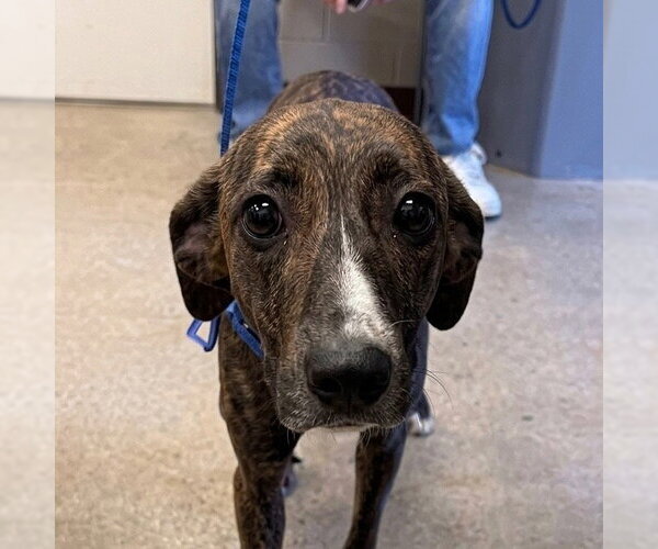 Medium Photo #4 Greyhound-Unknown Mix Puppy For Sale in Canton, CT, USA