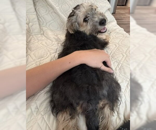 Medium Photo #8 Mutt Puppy For Sale in Corona, CA, USA