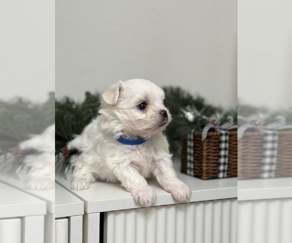 Medium Photo #3 Maltese Puppy For Sale in CITRUS HEIGHTS, CA, USA