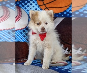 Pomeranian Puppy for sale in CHRISTIANA, PA, USA