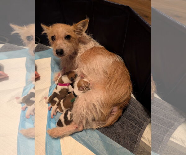 Medium Photo #4 Cairn Terrier-Unknown Mix Puppy For Sale in The Woodlands, TX, USA