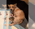 Small #3 Cairn Terrier Mix