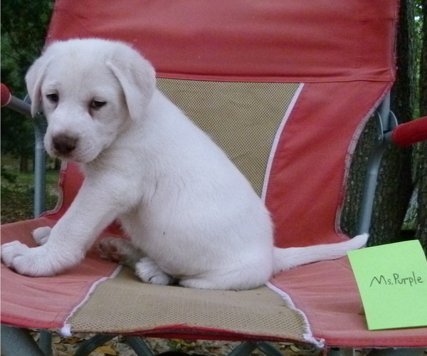 Medium Photo #4 Akbash Dog Puppy For Sale in BROOKSVILLE, FL, USA