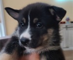 Puppy 1 German Shepherd Dog-Siberian Husky Mix