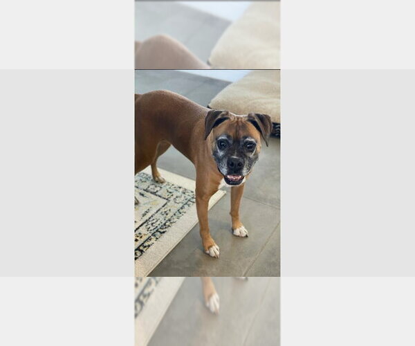 Medium Photo #1 Boxer Puppy For Sale in Austin, TX, USA