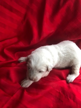 Medium Photo #5 Pyredoodle Puppy For Sale in LIBERTY, MS, USA