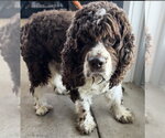 Small Cocker Spaniel
