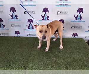 Labrador Retriever-Unknown Mix Dogs for adoption in Orlando, FL, USA
