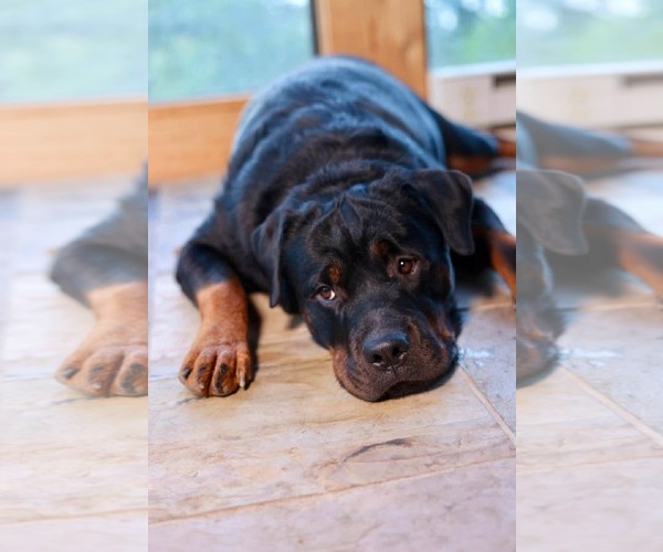 Medium Photo #2 Rottweiler Puppy For Sale in Duluth, MN, USA
