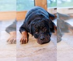 Small #1 Rottweiler