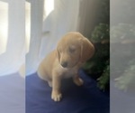 Small Photo #7 Golden Retriever Puppy For Sale in SAN FERNANDO, CA, USA