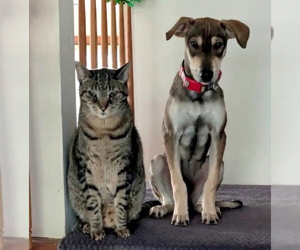 Medium Photo #3 Beagle-Unknown Mix Puppy For Sale in Jefferson, NJ, USA