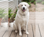 Opal - Female Great Pyrenees-Unknown Mix Dog for Adoption - Small photo