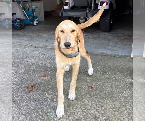 Medium Photo #2 Labrador Retriever-Unknown Mix Puppy For Sale in Canton, CT, USA