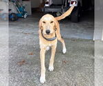 Small #1 Labrador Retriever Mix