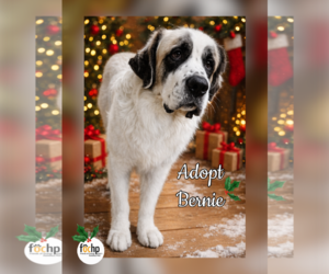 Saint Bernard Dogs for adoption in Menifee, CA, USA