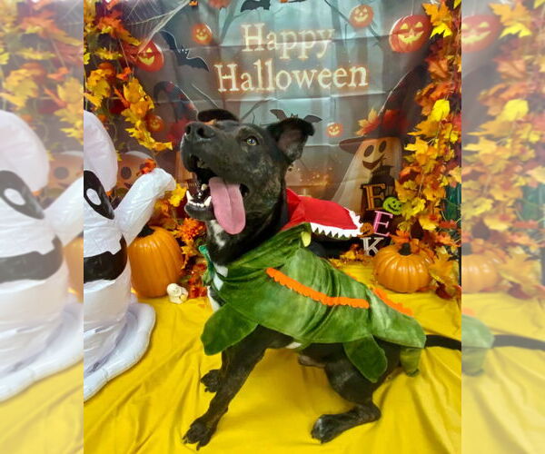 Medium Photo #12 Labrador Retriever-Unknown Mix Puppy For Sale in Bryant, AR, USA