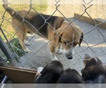 Small #19 Bluetick Beagle