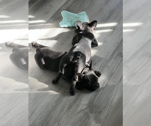 French Bulldog Puppy for sale in SACRAMENTO, CA, USA