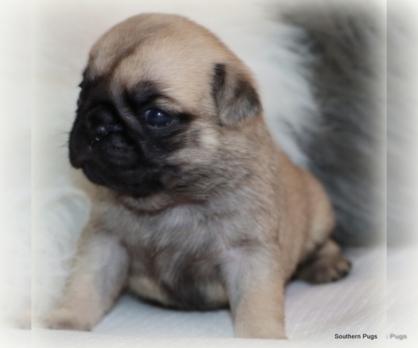 Medium Photo #16 Pug Puppy For Sale in WINNSBORO, TX, USA