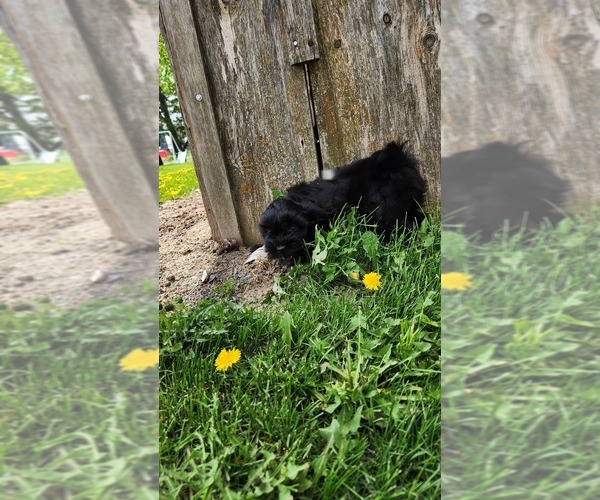 Medium Photo #3 Shiranian Puppy For Sale in GREENWOOD, WI, USA