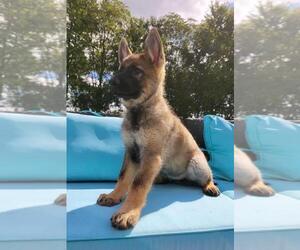 German Shepherd Dog Puppy for sale in FRANKLIN, IN, USA