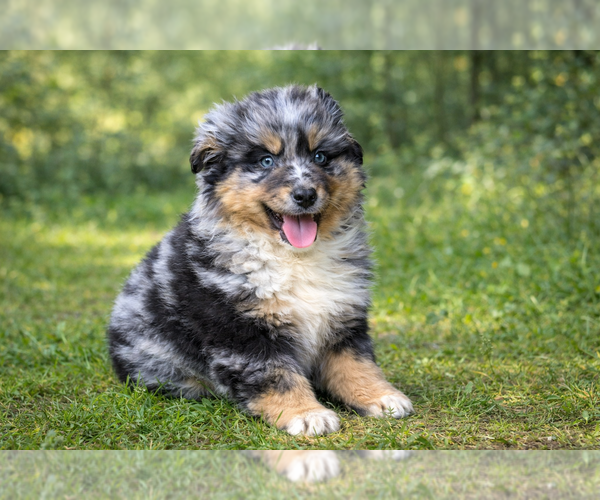 Medium Photo #13 Australian Shepherd Puppy For Sale in CLARE, MI, USA