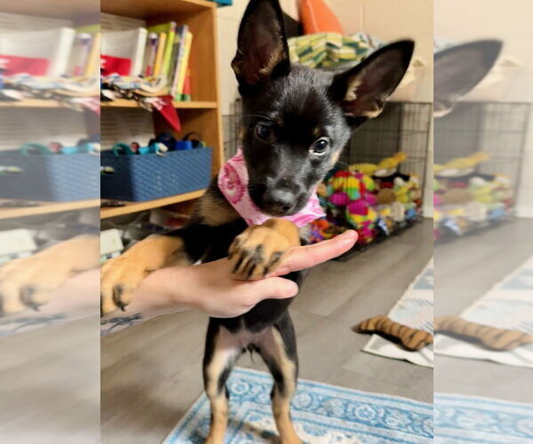 Medium Photo #4 German Shepherd Dog-Unknown Mix Puppy For Sale in San Leon, TX, USA