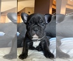 Puppy Black Panther French Bulldog