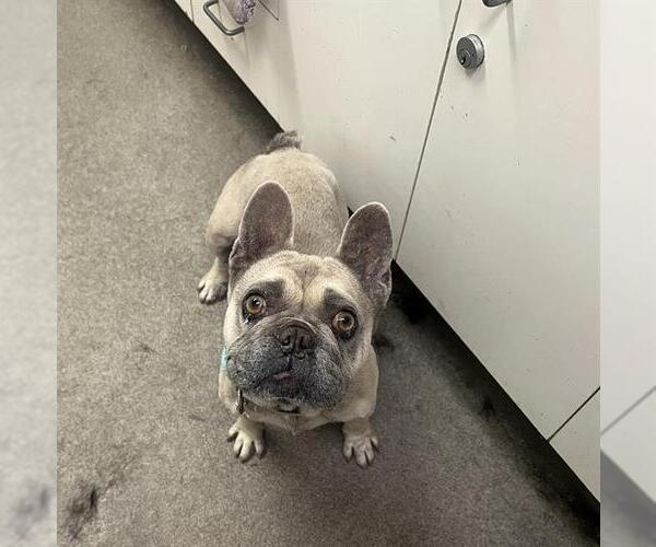 Medium Photo #1 French Bulldog Puppy For Sale in HESPERIA, CA, USA