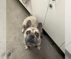 French Bulldog Dogs for adoption in HESPERIA, CA, USA