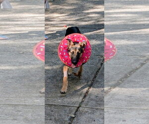 Elsie - Female German Shepherd Dog-Unknown Mix Dog for Adoption - Photo #5