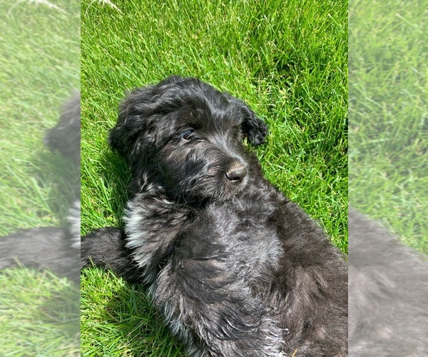 Medium Photo #6 Pyredoodle Puppy For Sale in PRESCOTT, WA, USA